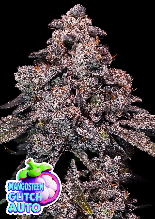 Cannabissamen Auto Mangosteen Glitch für Indoor und Outdoor